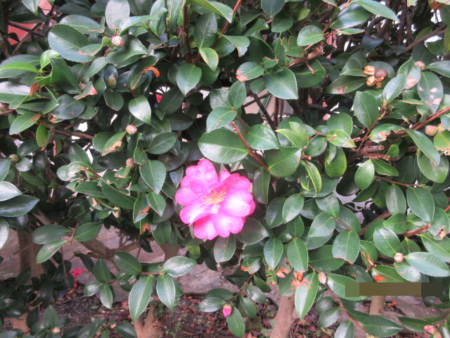 H28.11.17山茶花.JPG H28.11.17山茶花.JPG