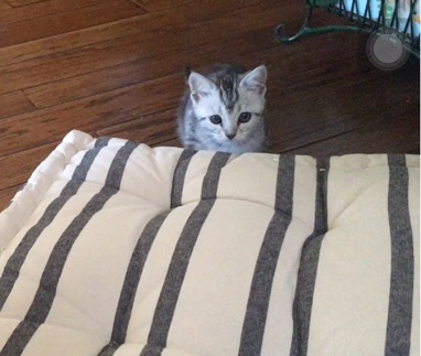 image.jpeg