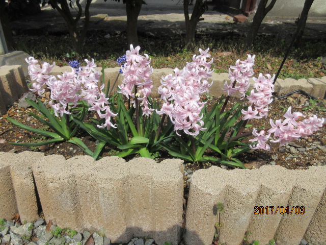 H29.4.3ҥ䥷.JPG