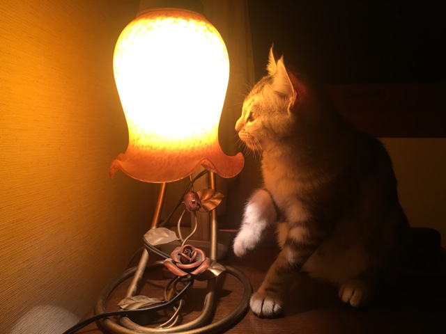 image.jpeg