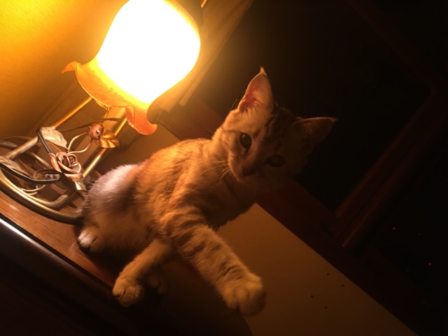 image.jpeg