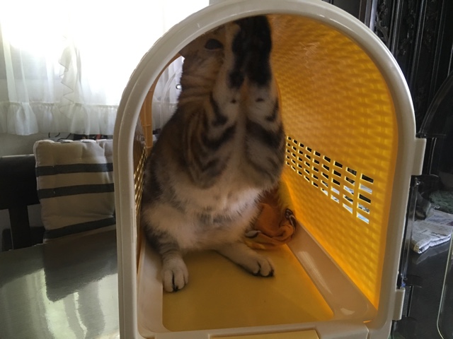 image.jpeg