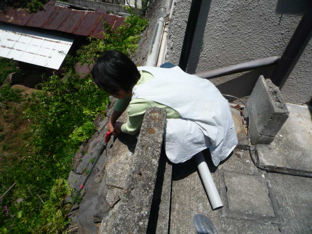 藤の伐採H21.5.14.JPG 藤の伐採H21.5.14.JPG