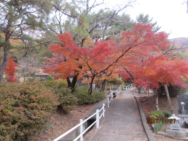 H2911.27墓地の紅葉.JPG H2911.27墓地の紅葉.JPG