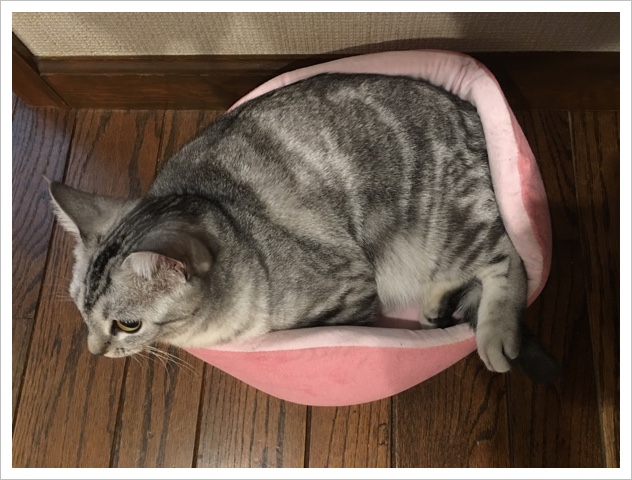 image.jpeg