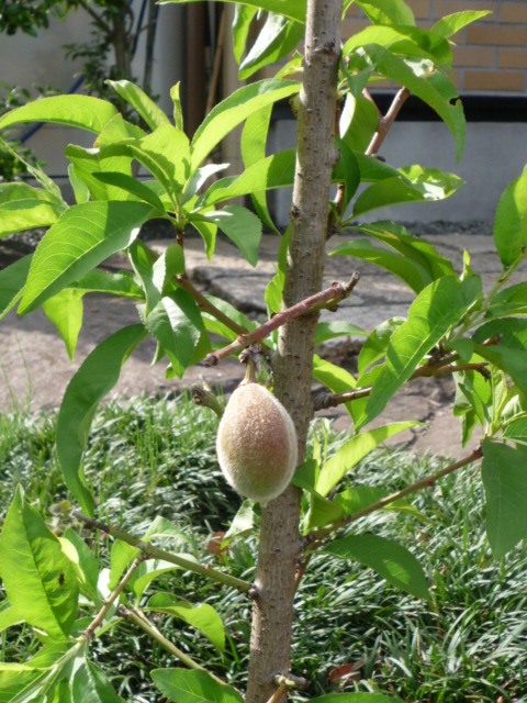 何?H.21.5.25.JPG 何?H.21.5.25.JPG