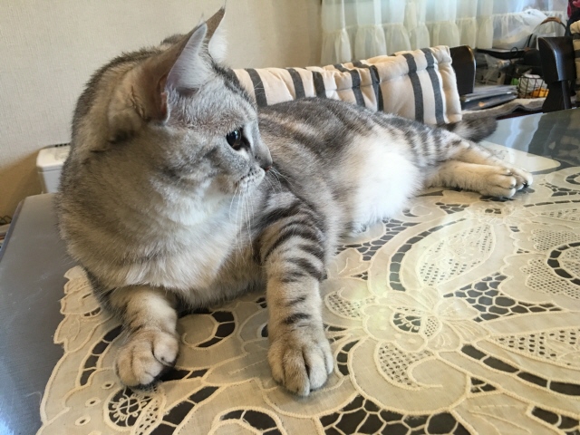 image.jpeg ルナちゃん