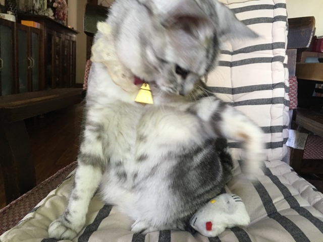 image.jpeg