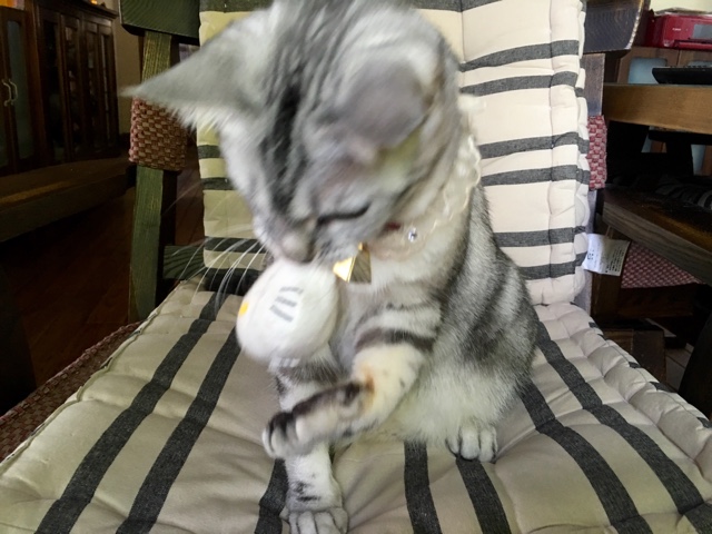 image.jpeg