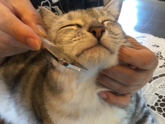image.jpeg image.jpeg