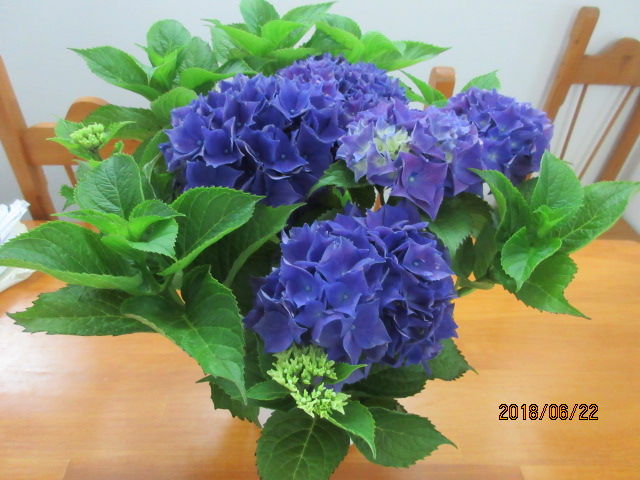 H30.6.22依田様から.JPG H30.6.22依田様から.JPG