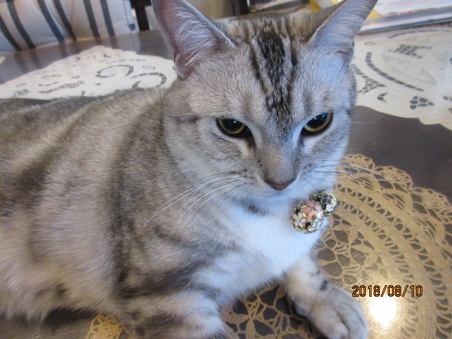 H30.8.10ルナ.JPG H30.8.10ルナ.JPG