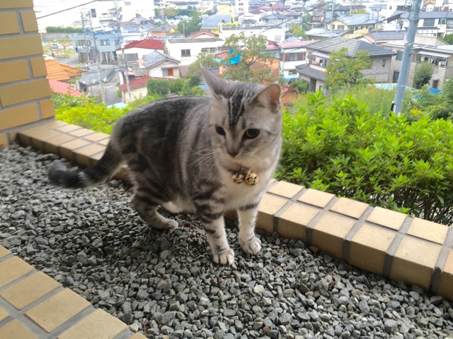 image.jpeg