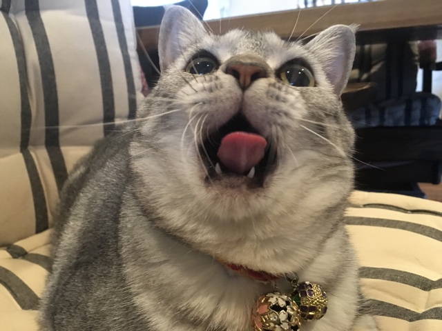 image.jpeg