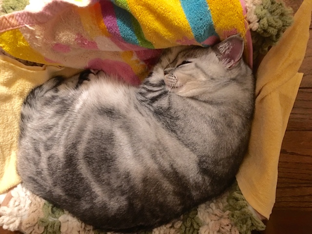image.jpeg
