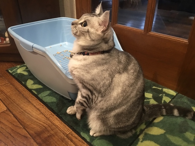 image.jpeg