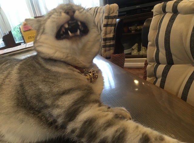 image.jpeg