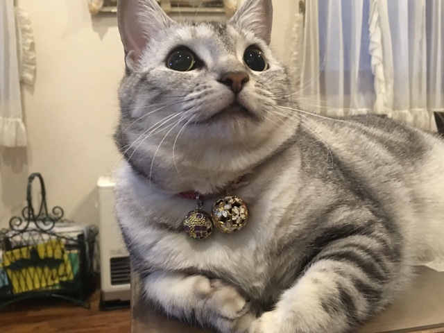 image.jpeg