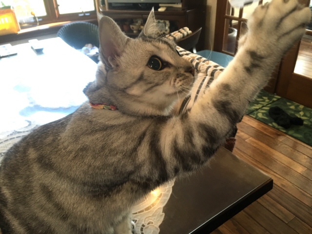 image.jpeg image.jpeg