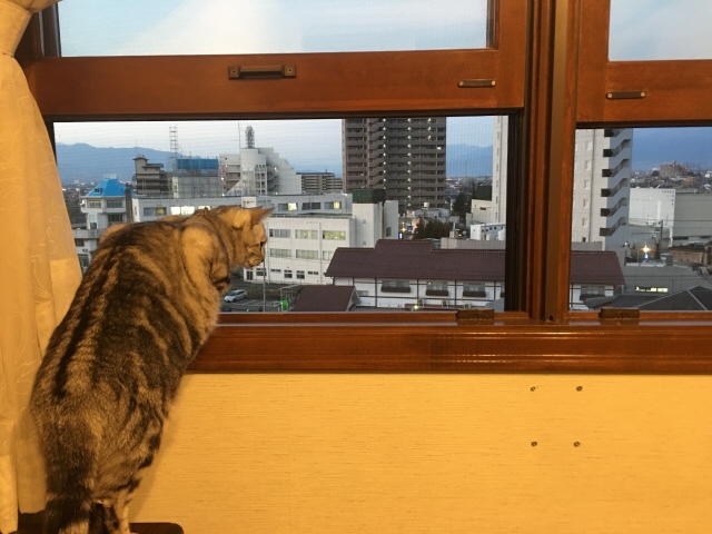 image.jpeg