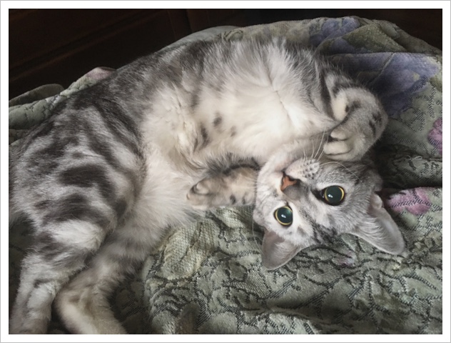 可愛いルナちゃん 可愛いルナちゃん