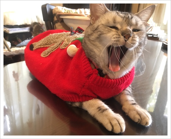 ルナちゃんの大あくび ルナちゃんの大あくび