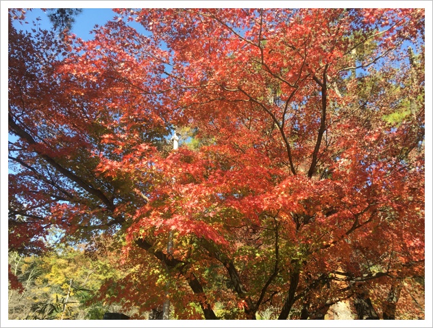 霊園の紅葉 霊園の紅葉