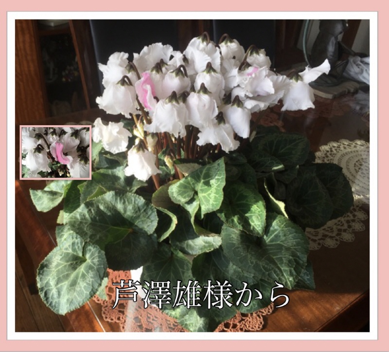 芦澤雄様から珍しいシクラメン 芦澤雄様から珍しいシクラメン