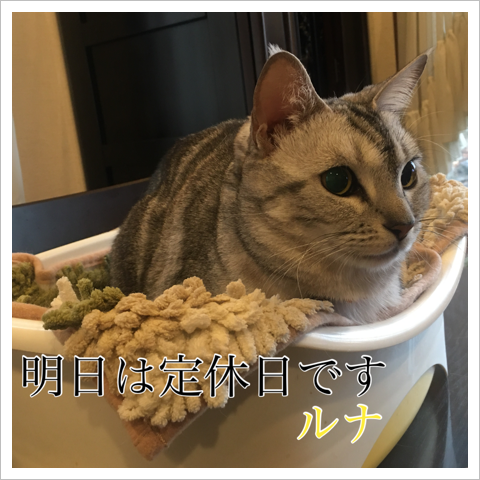 明日は定休日です by ルナ 明日は定休日です by ルナ