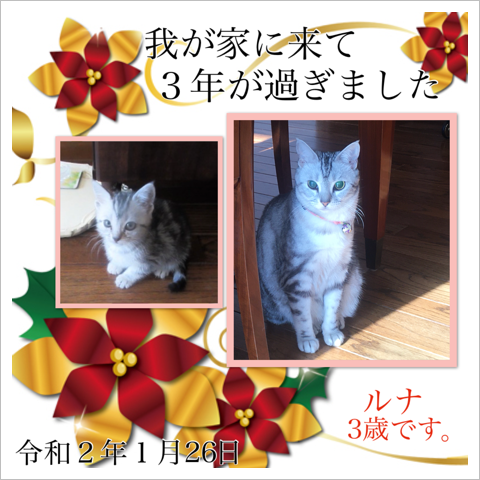 いつもありがとう by ルナ いつもありがとう by ルナ