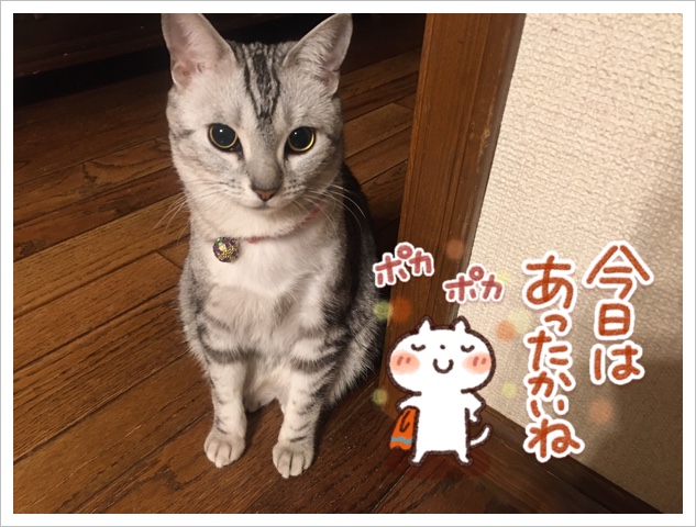 ルナちゃん ルナちゃん