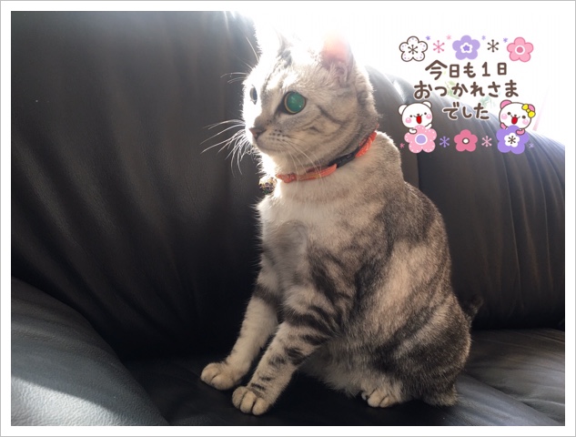 今日も1日おつかれさまでした by ルナ 今日も1日おつかれさまでした by ルナ