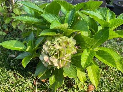 お庭の紫陽花 5FA4ED2D-C9F9-4B13-A151-7289845FE599.jpeg