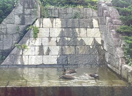 カルガモさん 0C9A2C0B-E42E-4381-AAFB-C2BCF1B2FA63.jpeg