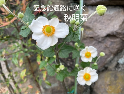 シュウメイギク(秋明菊) 7754F047-1FF5-43FC-87BE-A3513AF2F765.jpeg