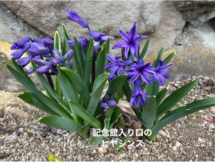 ヒヤシンスも D290AFAA-69E9-42FE-8C24-2A4D5947C9CD.jpeg