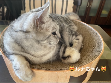 ルナちゃん 2458544B-85ED-489D-8917-3C7BD48728C9.jpeg