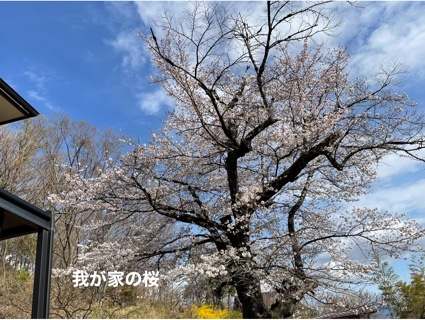 我が家の桜 BC1A4AE6-F317-4EC7-B8C4-78FA38241081.jpeg
