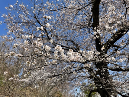 桜は六分咲き EADA91FE-1613-4A78-9C8D-A50724DF314A.jpeg