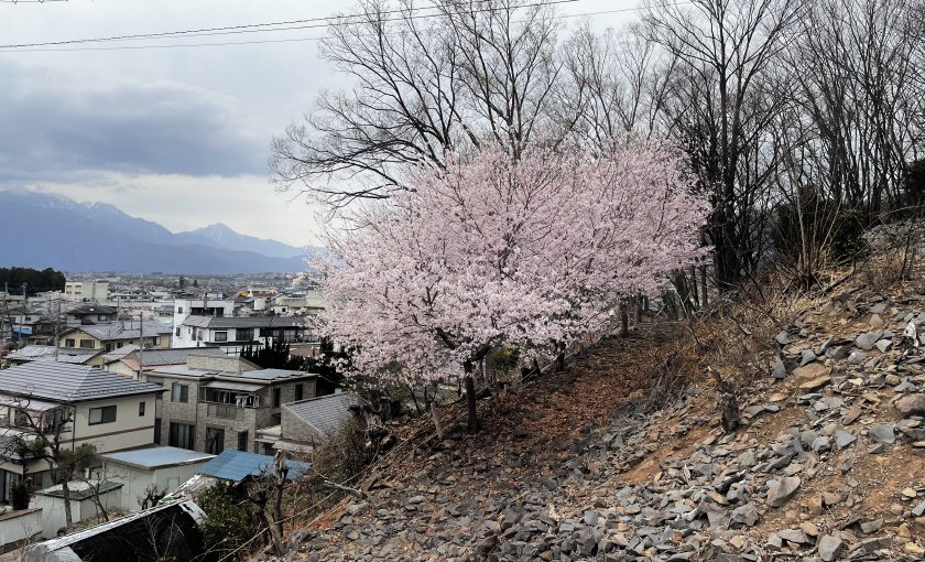 湯村山遊歩道に満開の桜 5625E5A0-BB4F-4501-9D2D-16F013F24624.jpeg