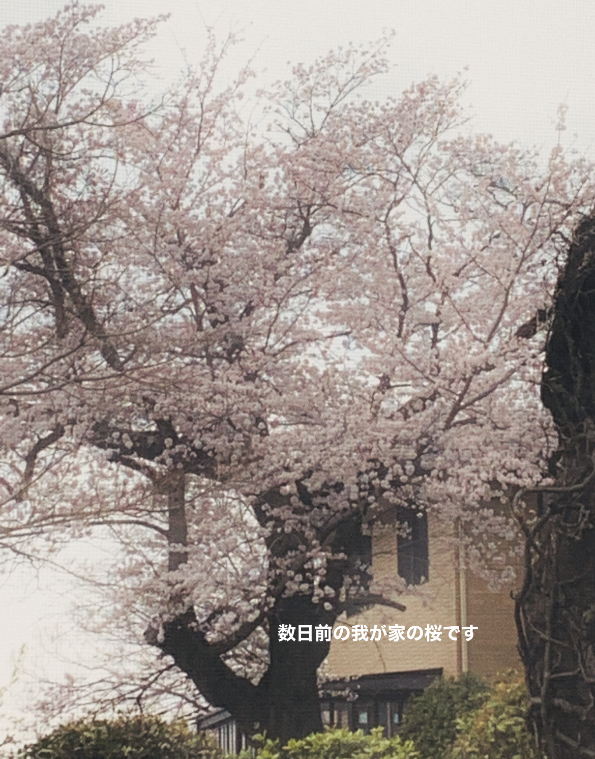 数日前の我が家の桜 800A020B-994A-4E60-8D61-BA4610F70903.jpeg