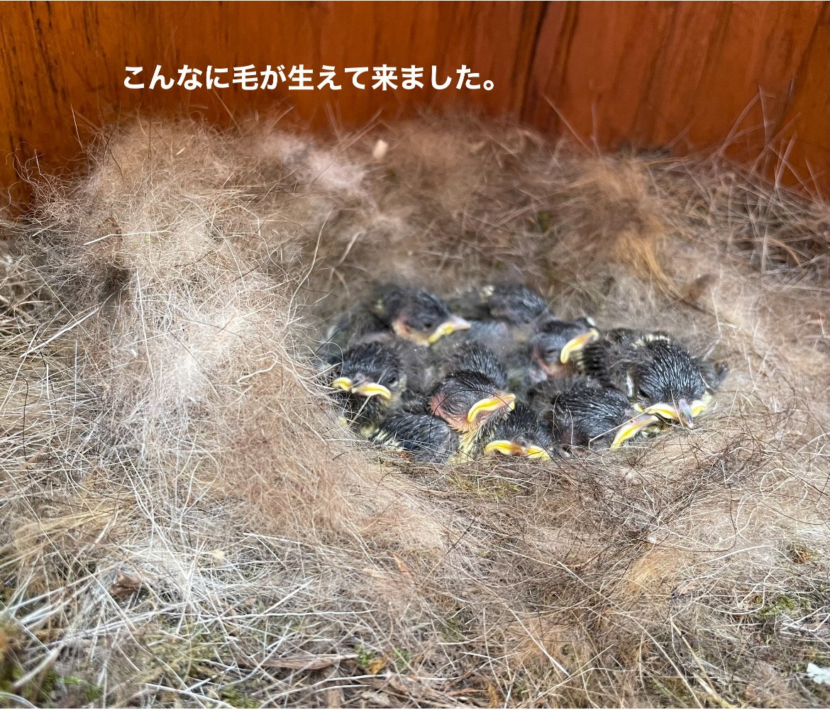 雛が四羽〜八羽に? BD9FE080-3E64-4D0C-8AEB-7732CA765878.jpeg
