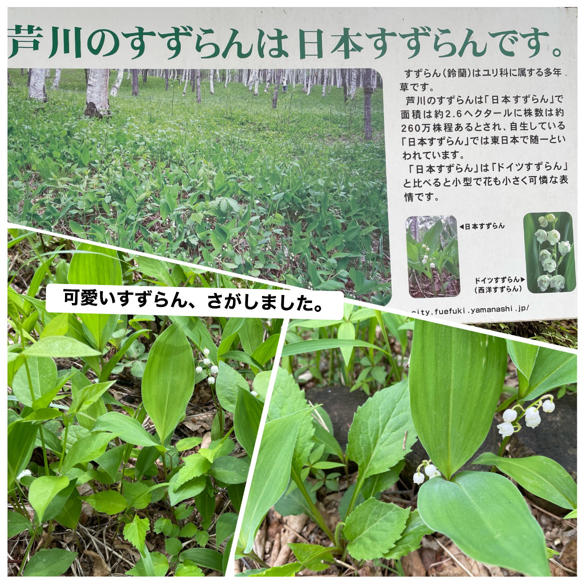 A953591D-5D48-4447-8247-0A25BF1924D6.jpeg