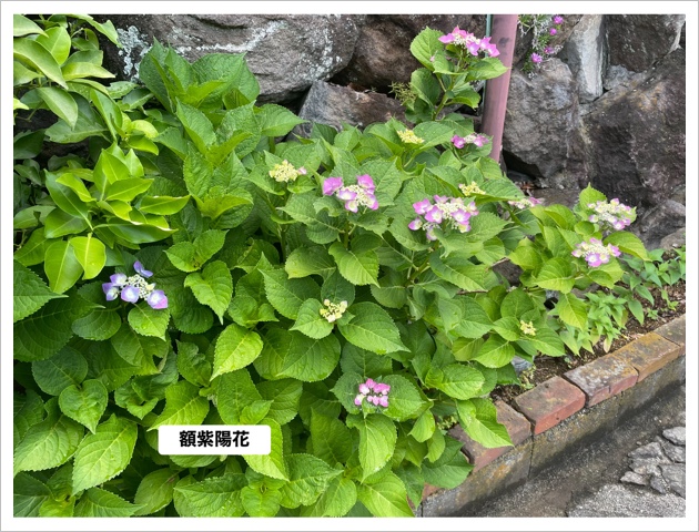 通路に咲きました− 00AA258E-11E4-454C-9FA4-85762D6297A0.jpeg