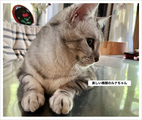 美しい横顔のルナちゃん 0838FE21-B6F5-4C0C-940E-C67B88EE5728.jpeg