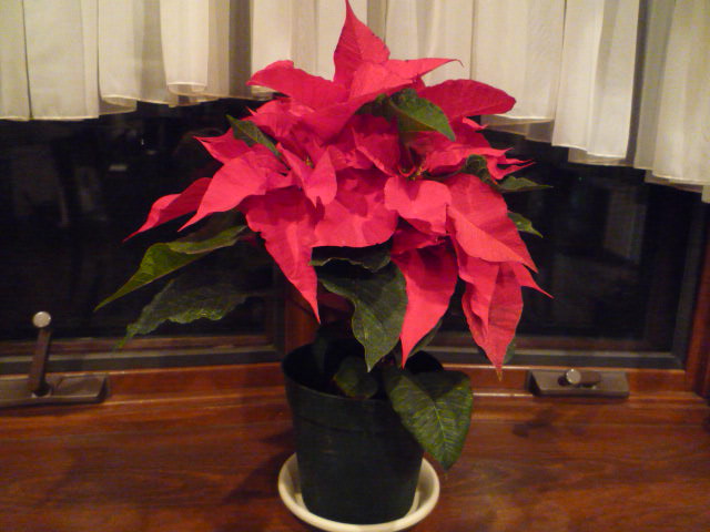 ݥ󥻥H21.12.22.JPG