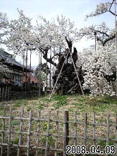 山高の神代ザクラ 036.jpg 山高の神代ザクラ 036.jpg