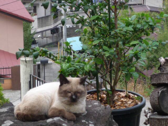 ֥롼٥꡼ζ᤯.JPG