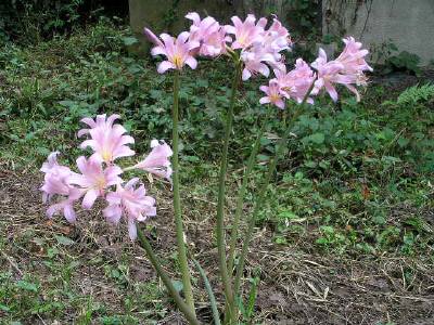 石切り場跡に夏水仙の花.jpg 石切り場跡に夏水仙の花.jpg