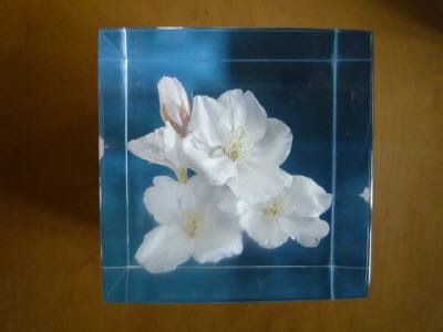 H.F様からH23.4.21.JPG H.F様からH23.4.21.JPG